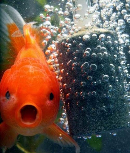 oranda_goldfish2